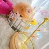 キンカロー【東京都・男の子・2025年3月6日・明るいオレンジゴールド(ロング)】の写真11「どうやって出るのかな…」