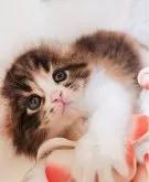 キンカロー【東京都・女の子・2025年10月13日・ブラウンパッチドタビー&ホワイト】の写真11