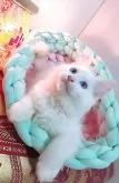 サイベリアン【東京都・男の子・2025年6月27日・クリームポイント】の写真7「お部屋のどこかで見守っていてくれる用心棒のような存在🤭」