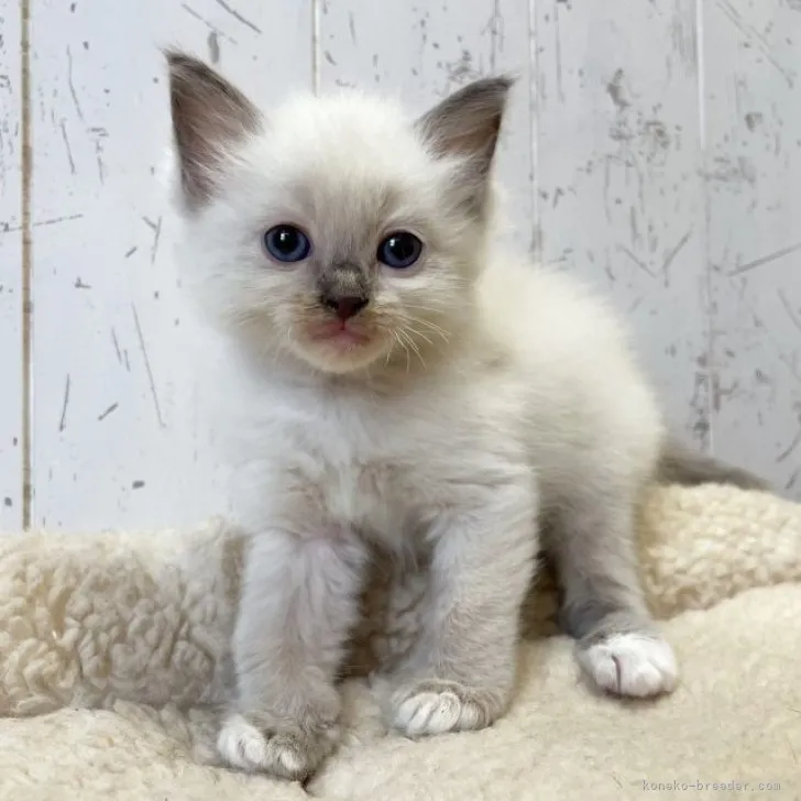 ID:2309-02605の子猫