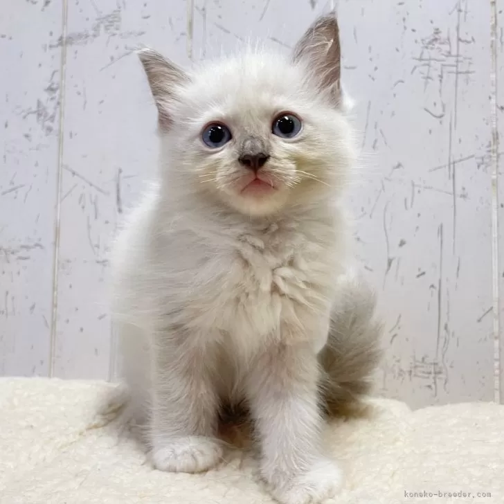 ID：2408-01831の子猫