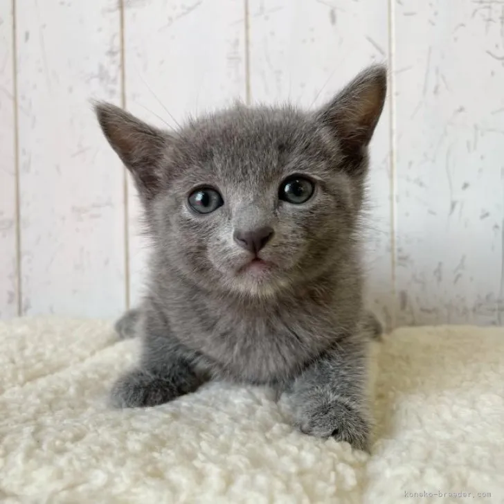 ID：2303-02915の子猫