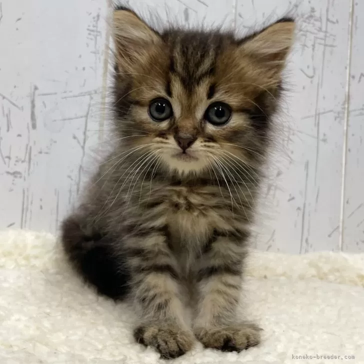 ID：2408-00990の子猫