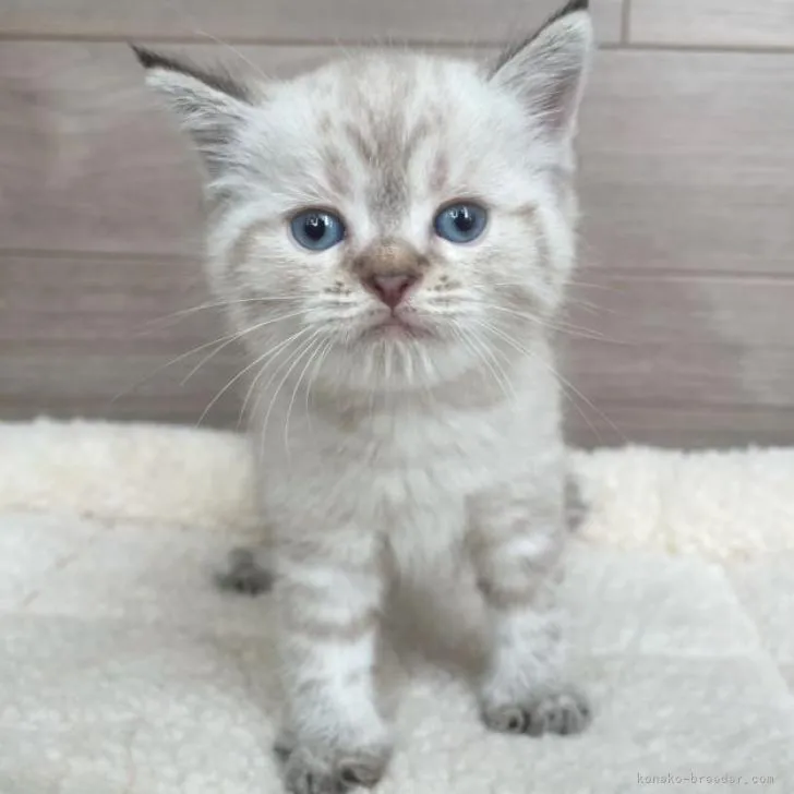 ID：2207-00303の子猫