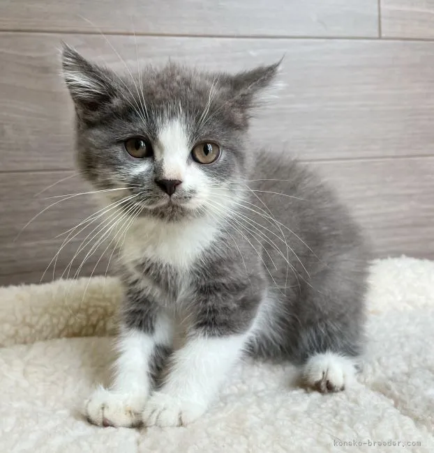 ID：2207-00318の子猫