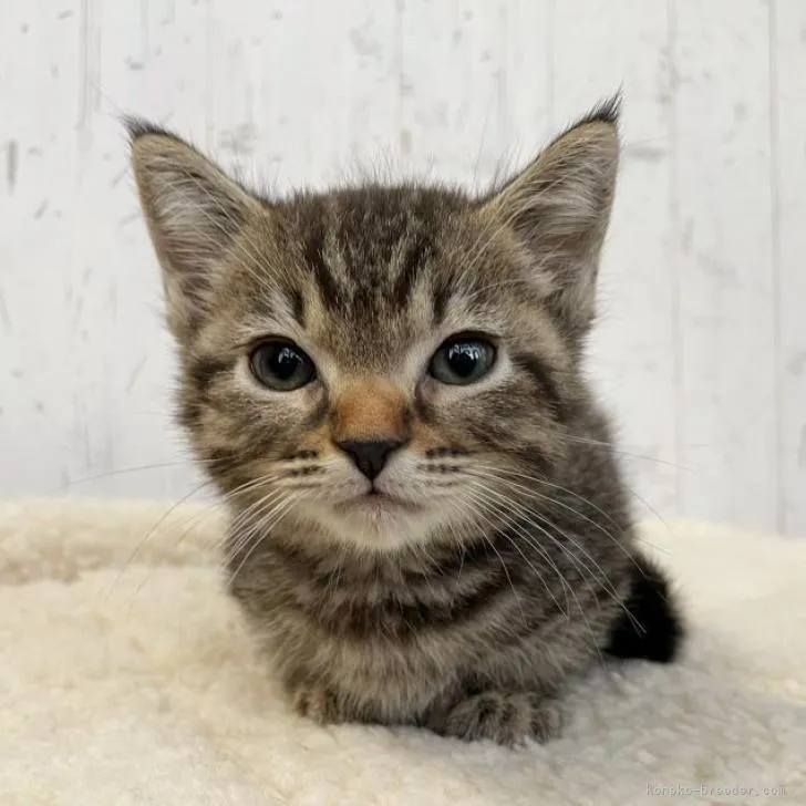 ID：2212-00969の子猫