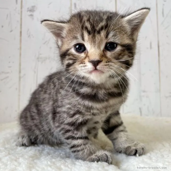 ID:2212-00609の子猫