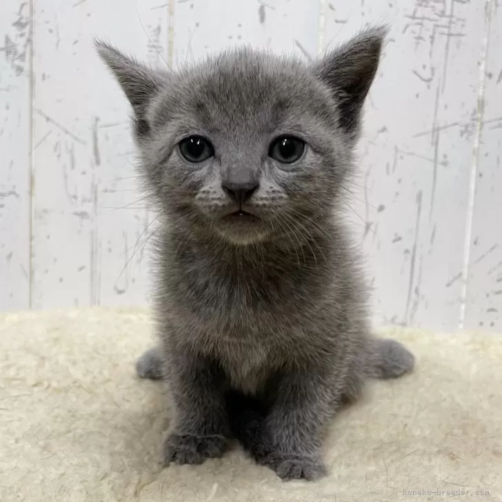 ID:2405-03138の子猫