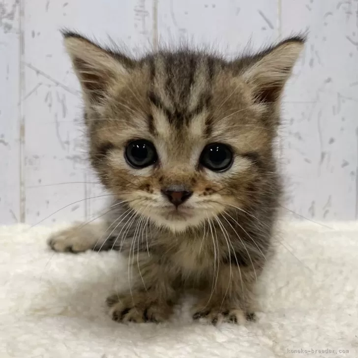 ID:2408-00988の子猫