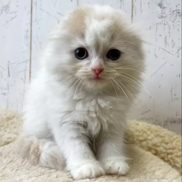 ID：2405-01500の子猫