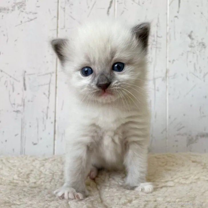 ID：2305-00314の子猫