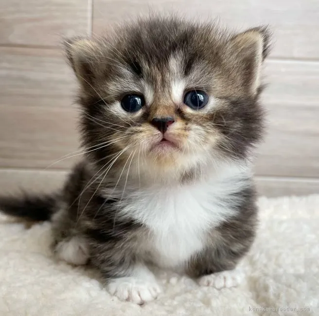ID:2207-00674の子猫
