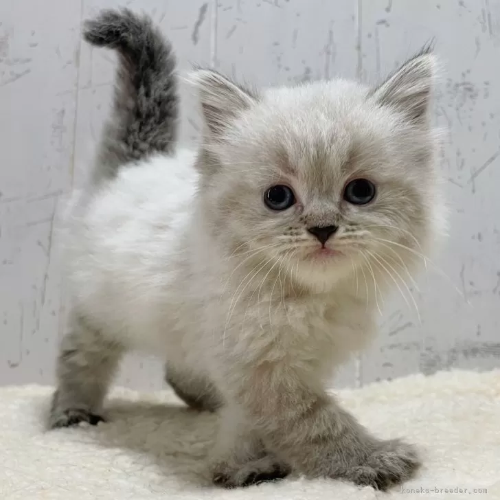 ID：2409-00397の子猫