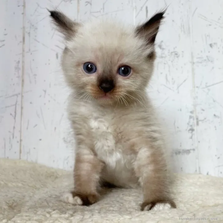 ID：2309-03166の子猫