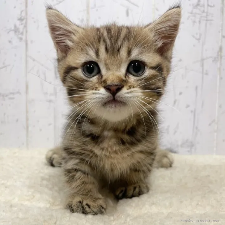 ID：2307-03002の子猫