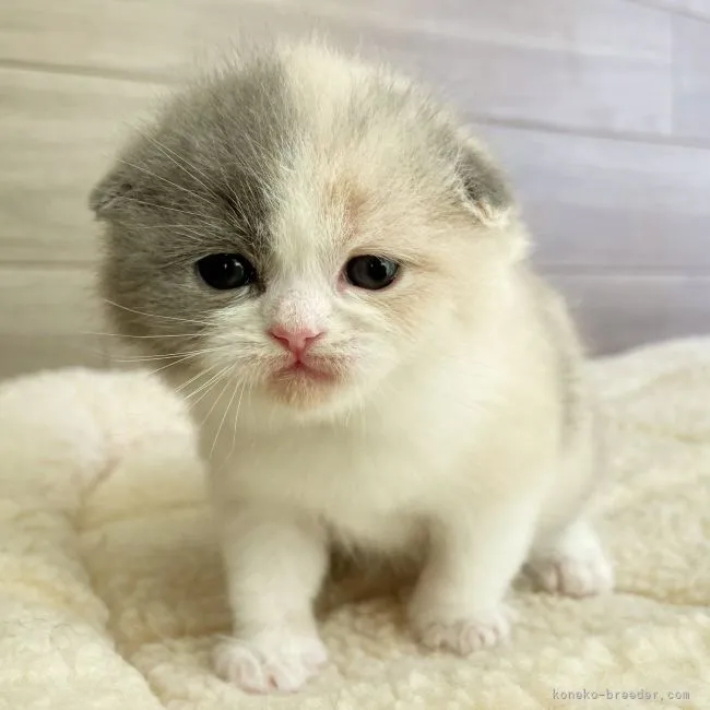 ID：2204-00517の子猫