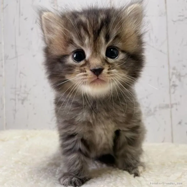 ID：2211-01107の子猫