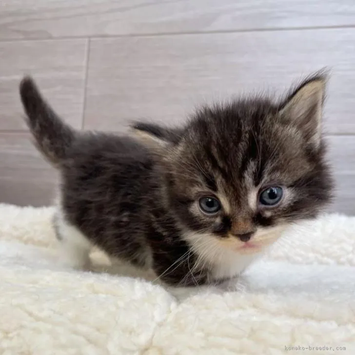 ID:2207-01640の子猫