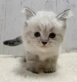 ミヌエット(長足)【千葉県・女の子・2024年8月4日・シールポイント】の写真2