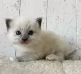 ラグドール【千葉県・男の子・2023年4月11日・ブルーポイントミテッド】の写真3