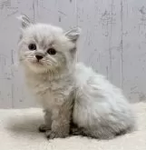 ミヌエット(長足)【千葉県・女の子・2024年8月4日・シールポイント】の写真4