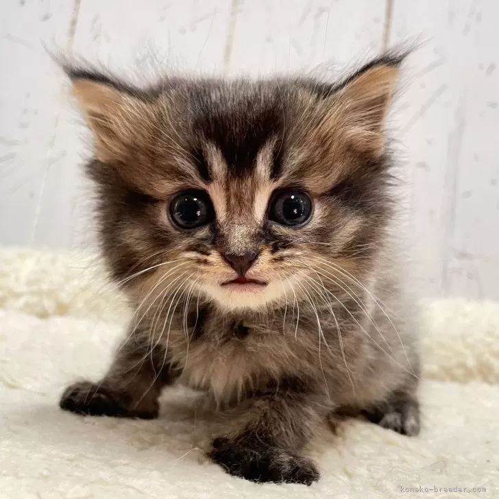 マリリン 様のお迎えした子猫