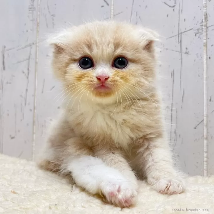 ID：2508-00553の子猫