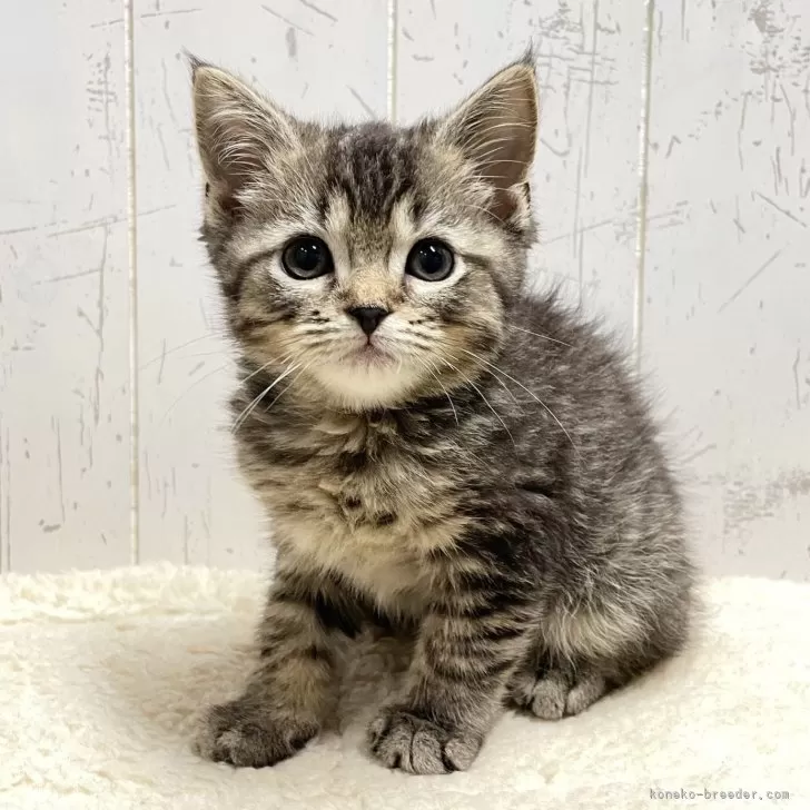 ID：2503-01199の子猫