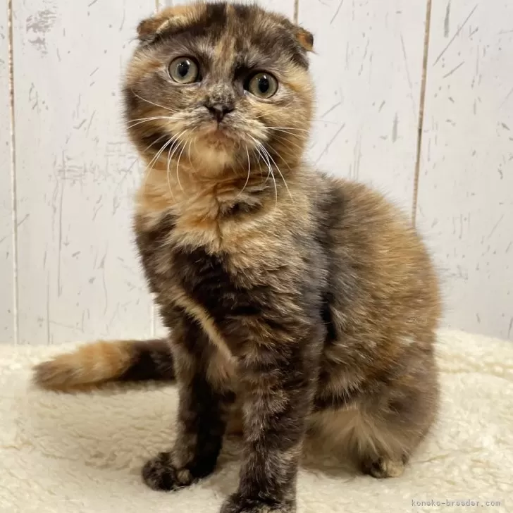 ケイチャン 様のお迎えした子猫