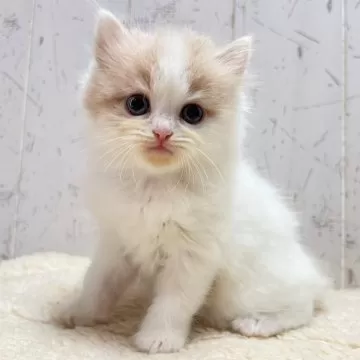 じゃれねこ『5月イベ☆ラッキーセット29♡2ペア』 2022.7.9 #0709ちるちる 可愛いでちゅね🥰 #くそ可愛い祭 #無敵
