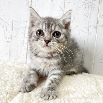 スコティッシュフォールド(立ち耳)【千葉県・男の子・2025年8月28日・シルバータビー】の写真「愛嬌たっぷりのわんぱくっ子☆」
