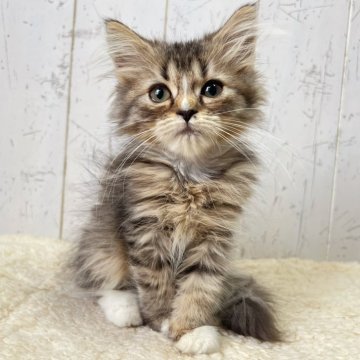 ミヌエット(長足)【千葉県・女の子・2025年9月1日・ブラウンパッチドタビー&ホワイト（長毛）】の写真「優しいお顔立ちの癒しにゃんこ☆」