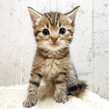 マンチカン(長足)【千葉県・男の子・2025年9月29日・ブラウンタビー】の写真「遊ぶの大好きわんぱく君☆」