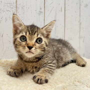 マンチカン(短足)【千葉県・男の子・2025年5月5日・ブラウンタビー】の写真「おっとり愛嬌たっぷり短足マンチくん☆」