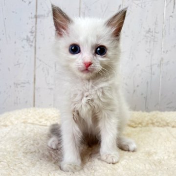 ラグドール【千葉県・女の子・2025年10月2日・シールポイントバイカラー】の写真「お人形さんのような可愛いさ☆」