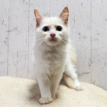 ラグドール【千葉県・男の子・2025年7月2日・クリームポイントバイカラー】の写真「端正なお顔立ち☆」