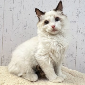 ラグドール【千葉県・男の子・2025年7月2日・シールポイントバイカラー】の写真「穏やか和やかなハンサムボーイ☆」