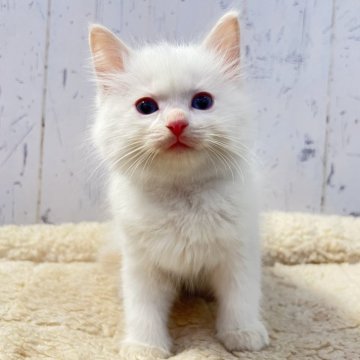 ラグドール【千葉県・男の子・2025年11月27日・クリームポイントバイカラー】の写真「希少な淡いクリーム色のラグドールくん☆」