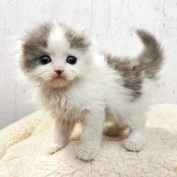 スコティッシュフォールド(折れ耳)【千葉県・男の子・2025年10月1日・ブルータビー&ホワイト】の写真「甘〜いフェイスのキュートボーイ☆」