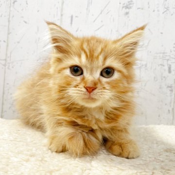 ラガマフィン【千葉県・女の子・2025年8月14日・レッドタビー】の写真「人懐っこさ抜群のラガマフィンちゃん☆」