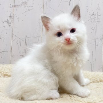 ラグドール【千葉県・女の子・2025年2月25日・ブルーポイントバイカラー】の写真「愛嬌ある優しいお顔立ち♪」