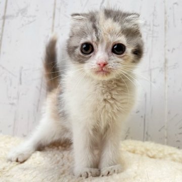 スコティッシュフォールド(折れ耳)【千葉県・女の子・2025年8月28日・ダイリュートキャリコ】の写真「人気の折れ耳スコちゃん☆」
