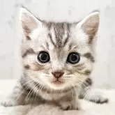 マンチカン(長足)