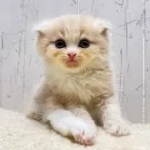 スコティッシュフォールド(折れ耳)