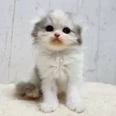 スコティッシュフォールド(折れ耳)