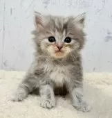 スコティッシュフォールド(立ち耳)【千葉県・女の子・2025年11月29日・シルバータビー&ホワイト】の写真2