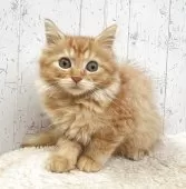 ラガマフィン【千葉県・女の子・2025年8月14日・レッドタビー】の写真7