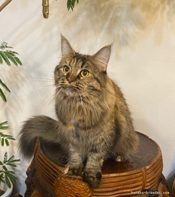 メインクーン【・女の子・2021年1月16日・ブラウンパッチドタビー】