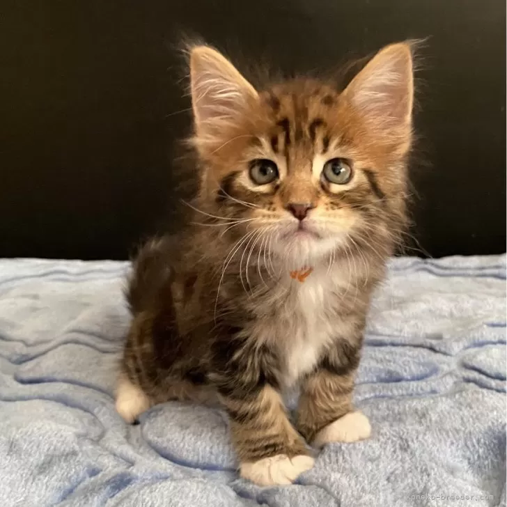 ID：2412-00900の子猫