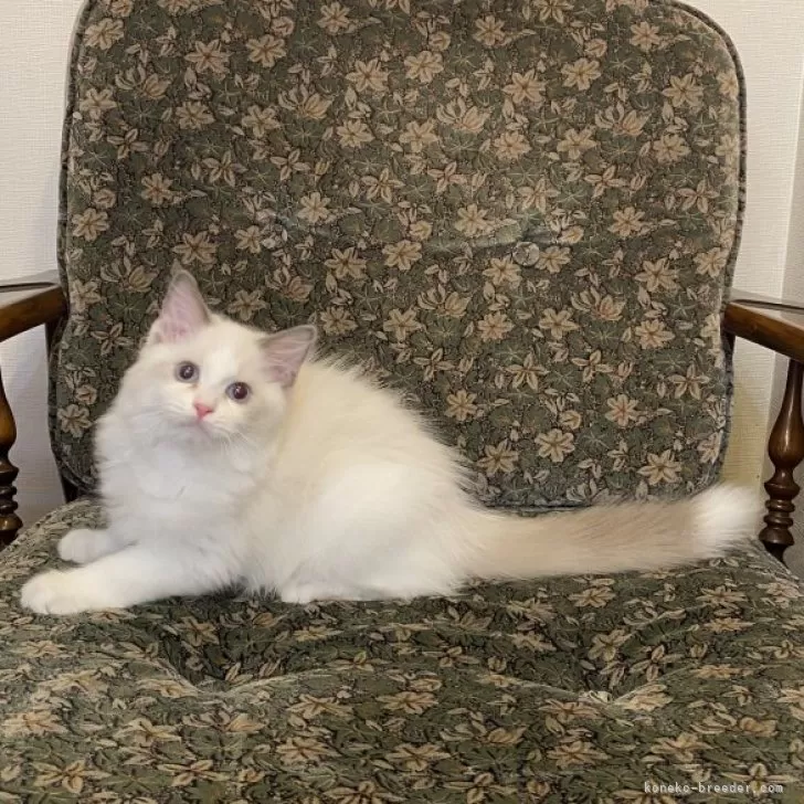 ID:2409-00174の子猫
